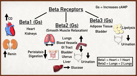 Beta Receptors: A Complete Overview .